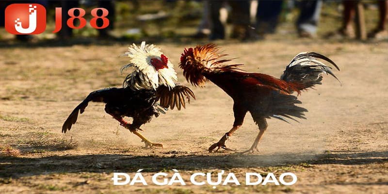 Tìm hiểu luật chơi đá gà cựa dao tại nhà cái J88