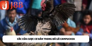 Đá Gà Campuchia - Thiên Đường Chọi Gà Dành Cho Hội Viên